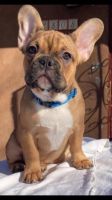French Bulldog Puppies for sale in Albuquerque, New Mexico. price: $2,000