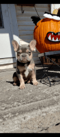French Bulldog Puppies for sale in Niles, Ohio. price: $2,500