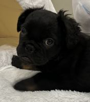 French Bulldog Puppies for sale in Lake Orion, Michigan. price: $2,500