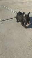French Bulldog Puppies for sale in Ada, Michigan. price: $3,500