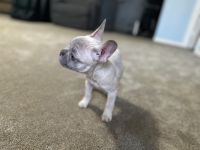 French Bulldog Puppies for sale in Hampton, Georgia. price: $1,000