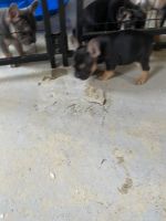 French Bulldog Puppies for sale in Dolton, IL, USA. price: $2,500