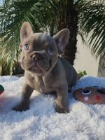 French Bulldog Puppies for sale in Gainesville, Florida. price: $9,000