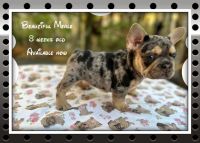 French Bulldog Puppies for sale in Miami, FL, USA. price: $2,500