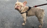 French Bulldog Puppies for sale in Los Angeles, California. price: $1,200