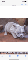 French Bulldog Puppies for sale in Houston, Texas. price: $1,500