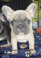 French Bulldog Puppies for sale in Middletown, Ohio. price: NA