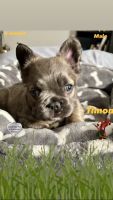 French Bulldog Puppies for sale in San Diego, California. price: $2,200