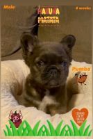 French Bulldog Puppies for sale in San Diego, California. price: $2,900