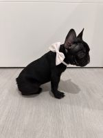 French Bulldog Puppies for sale in Ft. Lauderdale, Florida. price: $3,500