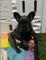 French Bulldog Puppies for sale in Washington Township, New Jersey. price: $3,500