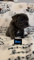French Bulldog Puppies for sale in Chattanooga, Tennessee. price: $3,500
