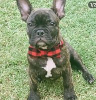 French Bulldog Puppies for sale in Surprise, Arizona. price: $850