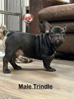 French Bulldog Puppies for sale in Riverside, California. price: $2,000