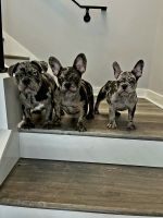 French Bulldog Puppies for sale in Atlanta, Georgia. price: $3,500