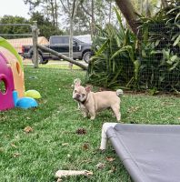French Bulldog Puppies for sale in Loxahatchee, Florida. price: $1,200