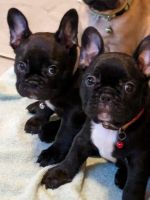 French Bulldog Puppies for sale in Mobile, Alabama. price: $250,000