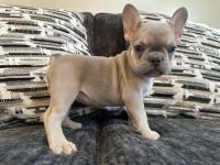 French Bulldog Puppies for sale in Chesterfield, Virginia. price: NA