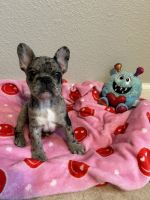 French Bulldog Puppies for sale in San Antonio, Texas. price: $2,000