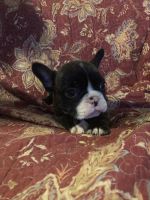 French Bulldog Puppies for sale in Richmond, Indiana. price: $900
