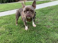 French Bulldog Puppies for sale in Redlands, California. price: $2,500