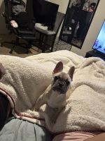 French Bulldog Puppies for sale in Independence, Missouri. price: $1,500