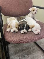 French Bulldog Puppies for sale in Baltimore, Maryland. price: $800