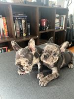 French Bulldog Puppies for sale in Kansas City, Missouri. price: $2,000
