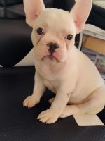 French Bulldog Puppies for sale in East Detroit, Michigan. price: $8,000