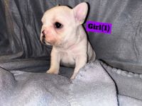 French Bulldog Puppies for sale in Cooper, Texas. price: $3,000