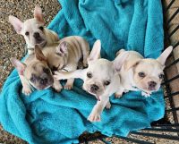 French Bulldog Puppies for sale in Pimpama, Queensland. price: $2,800