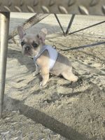 French Bulldog Puppies for sale in Los Angeles, California. price: $5,500