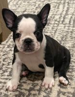 French Bulldog Puppies for sale in Cobbitty, New South Wales. price: $2,000