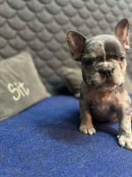 French Bulldog Puppies for sale in Tampa, Florida. price: $4,000