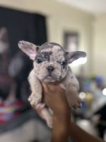 French Bulldog Puppies for sale in High Point, North Carolina. price: $2,500