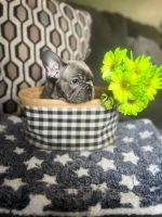 French Bulldog Puppies for sale in Perth Amboy, New Jersey. price: NA
