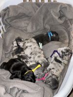 French Bulldog Puppies for sale in Dallas, Texas. price: $4,500