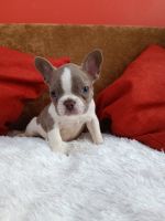 French Bulldog Puppies for sale in Avon Park, Florida. price: $2,500
