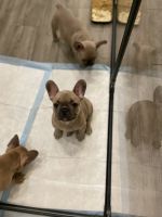 French Bulldog Puppies for sale in Las Vegas, Nevada. price: $5,000
