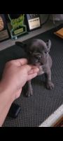 French Bulldog Puppies for sale in Fords, New Jersey. price: $1