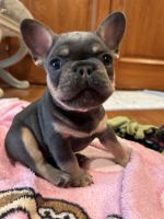 French Bulldog Puppies for sale in St. Augustine, Florida. price: $2,600