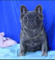 French Bulldog Puppies for sale in Los Angeles, California. price: $3,000