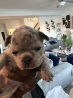 French Bulldog Puppies for sale in Indianapolis, Indiana. price: $3,500
