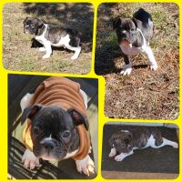 French Bulldog Puppies for sale in Oklahoma City, Oklahoma. price: $4,500