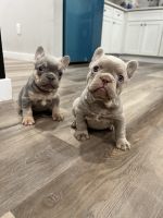 French Bulldog Puppies for sale in Reading, Pennsylvania. price: $2,500