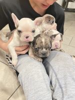 French Bulldog Puppies for sale in Torrington, CT 06790, USA. price: $1,500