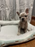 French Bulldog Puppies for sale in Roselle, New Jersey. price: $3,500