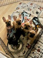 French Bulldog Puppies for sale in Milwaukee, WI, USA. price: $1,500