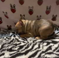 French Bulldog Puppies for sale in West Monroe, Louisiana. price: NA