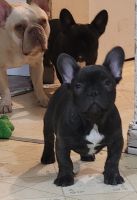 French Bulldog Puppies for sale in 4156 Laurel Oak Rd, North Chesterfield, VA 23237, USA. price: $2,500